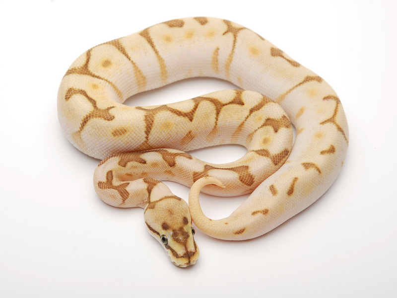 Lesser Desert Spider Yellow Belly