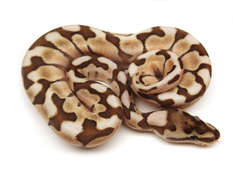 Lesser Enchi Woma