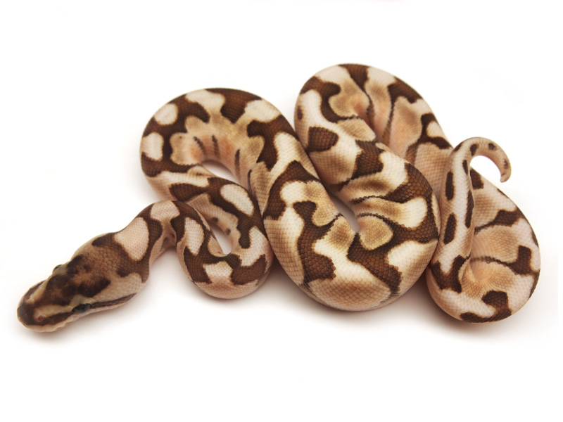 Lesser Enchi Woma