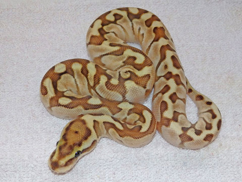 Lesser Enchi Woma