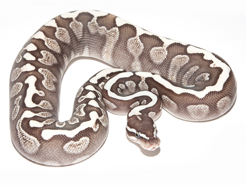 Morph List - World of Ball Pythons