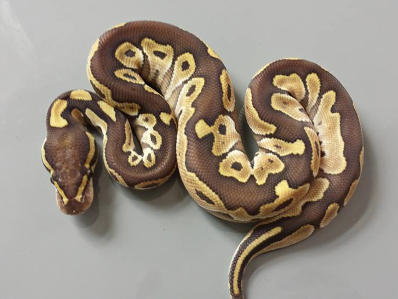 Lesser Genetic Black Back