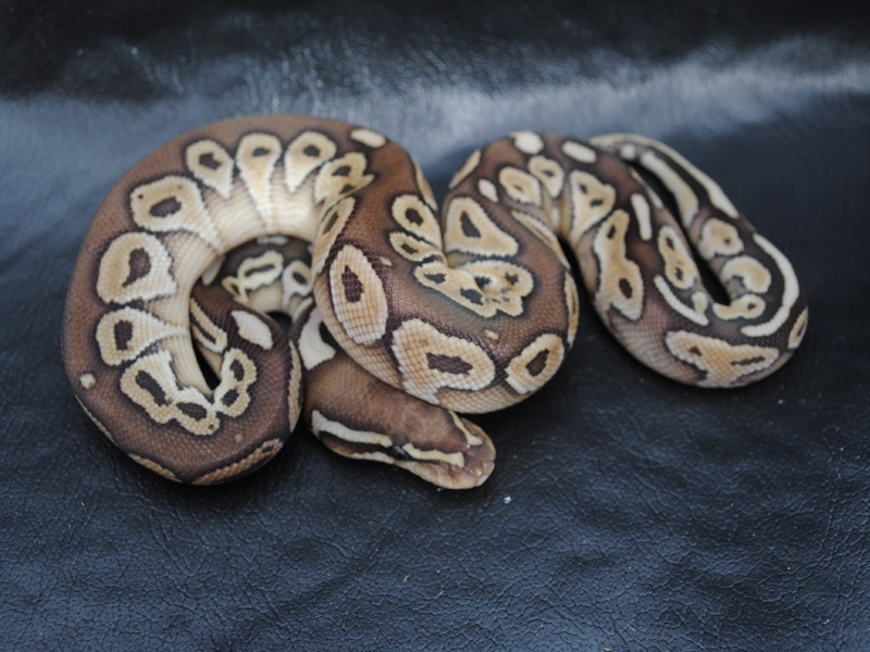 Lesser Het Red Axanthic