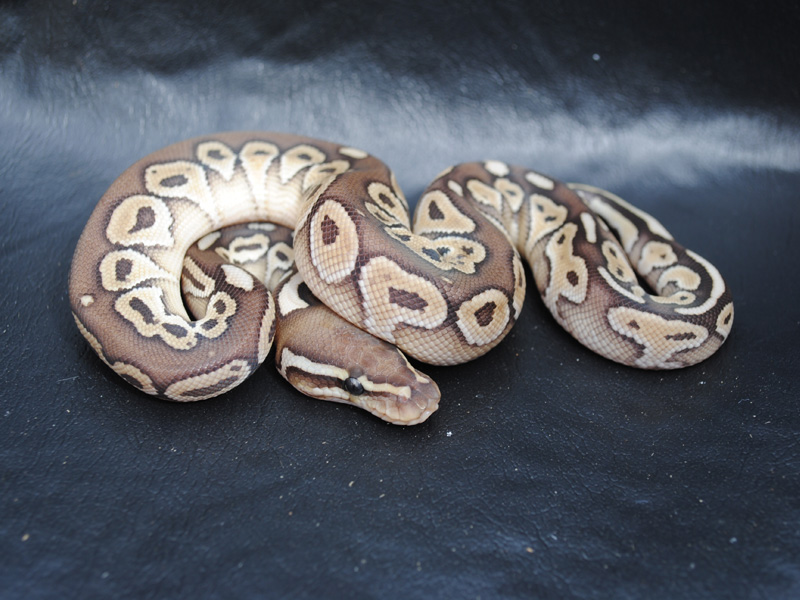 Lesser Het Red Axanthic