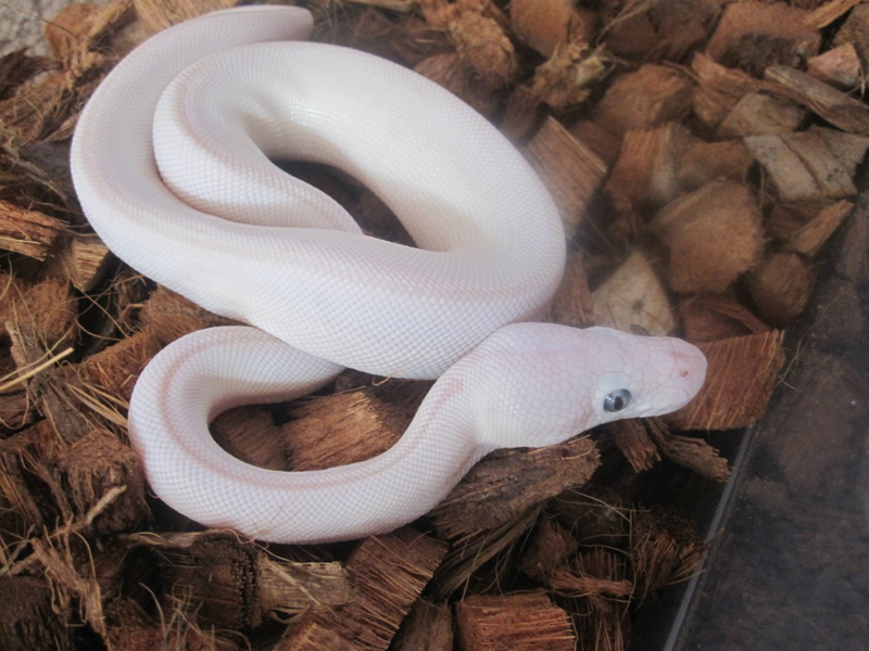 Lesser Mojave Pastel