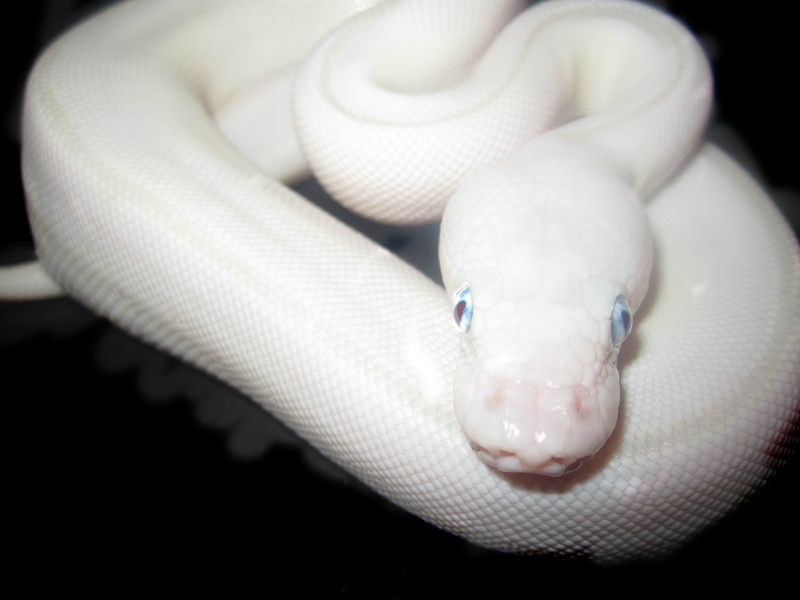 Lesser Mojave Pastel