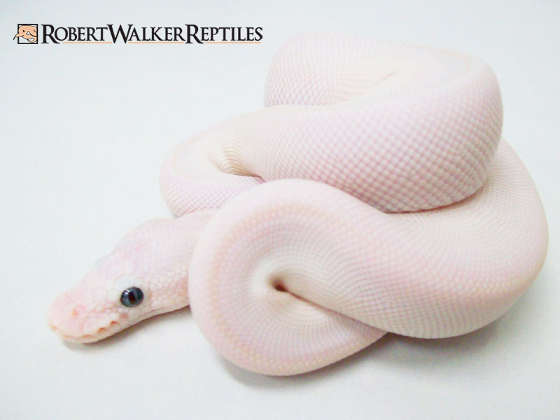 Lesser Mojave Pastel