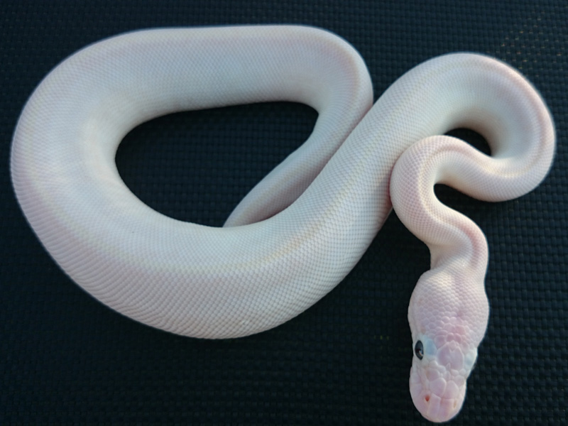 Lesser Mojave Vanilla