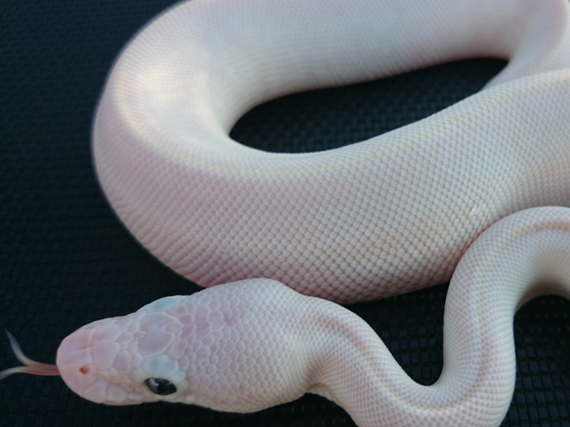 Lesser Mojave Vanilla