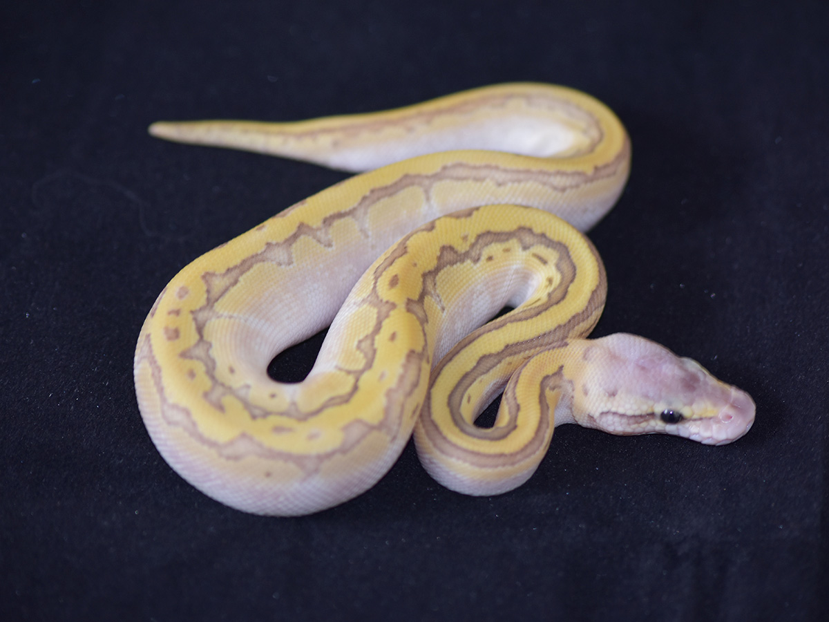 Lesser Orange Dream Pastel Pinstripe