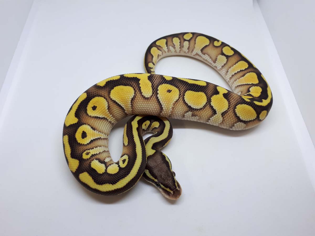 Lesser Orange Dream Pastel Yellow Belly