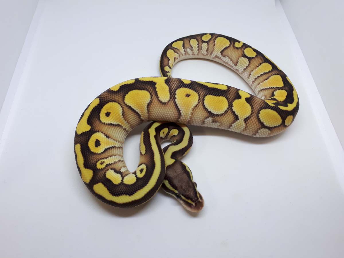 Lesser Orange Dream Pastel Yellow Belly