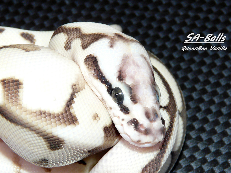 Lesser Pastel Spider Vanilla