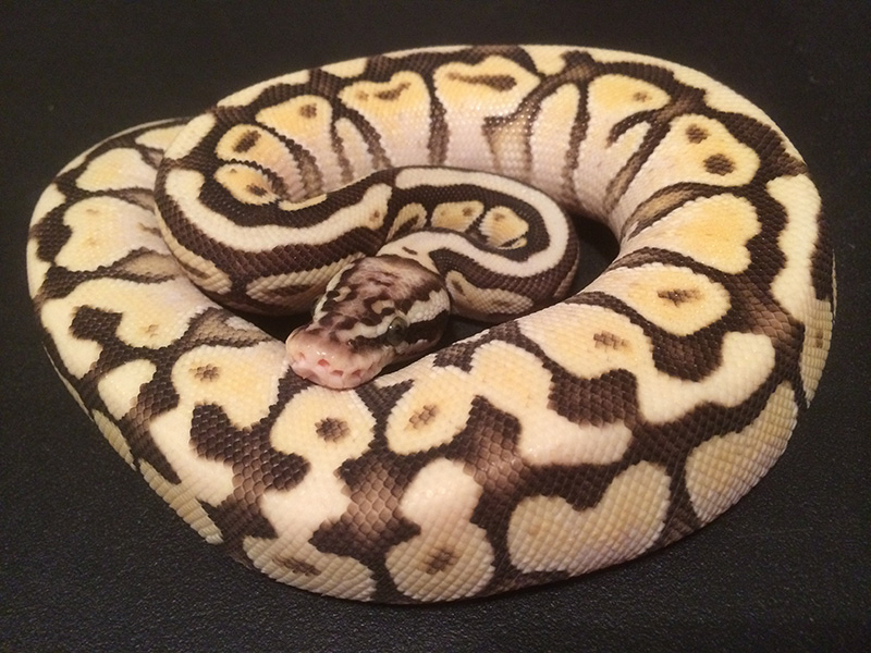 Lesser Pastel Spotnose Vanilla