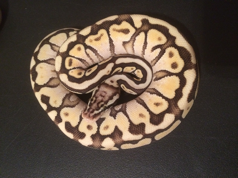 Lesser Pastel Spotnose Vanilla