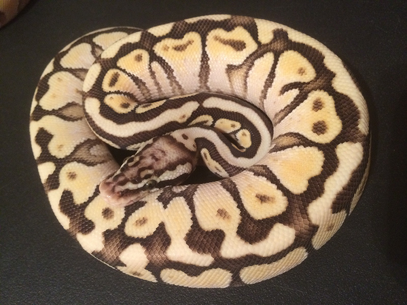 Lesser Pastel Spotnose Vanilla