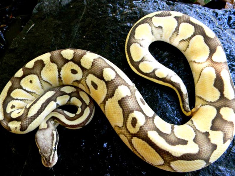 Lesser Pastel Vanilla