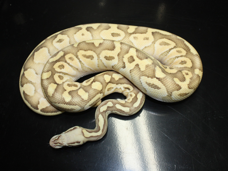 Lesser Pastel Vanilla