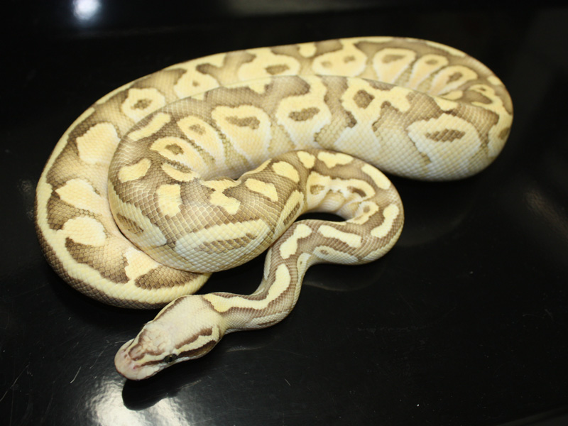 Lesser Pastel Vanilla