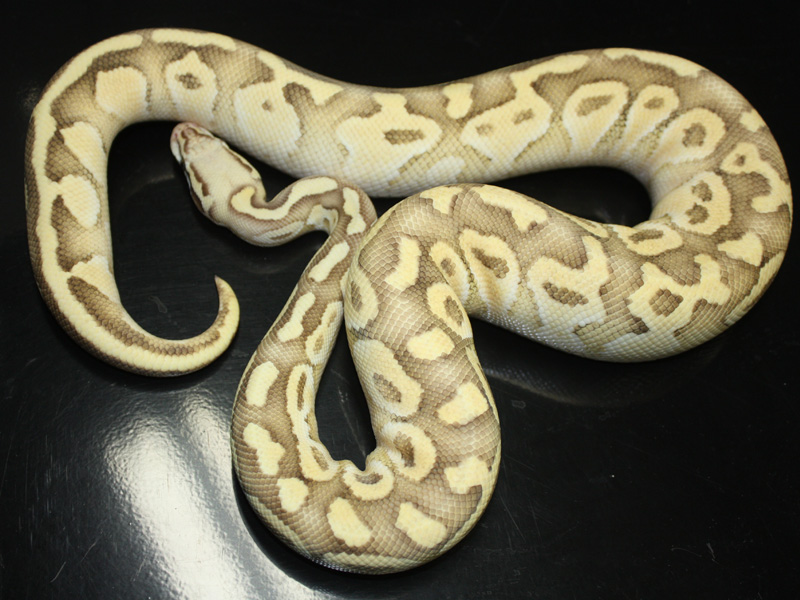 Lesser Pastel Vanilla