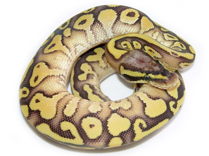 Lesser Pastel Yellow Belly