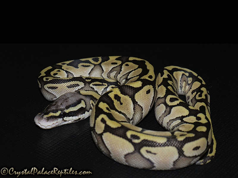 Lesser Pastel Yellow Belly