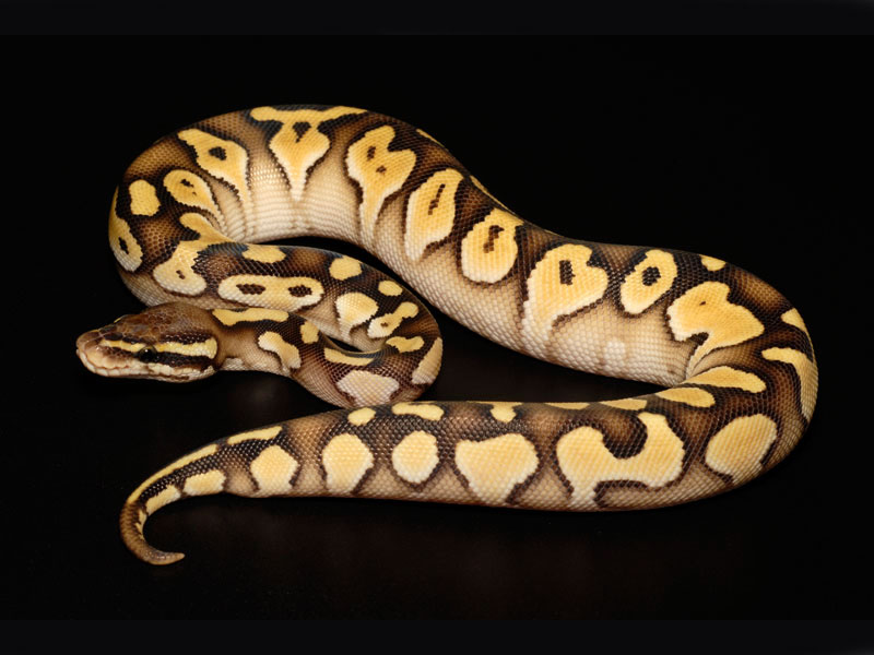 Lesser Pastel - Morph List - World of Ball Pythons.
