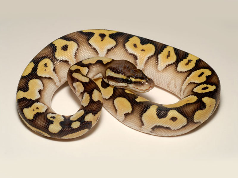 Ball Pythons For Sale. 