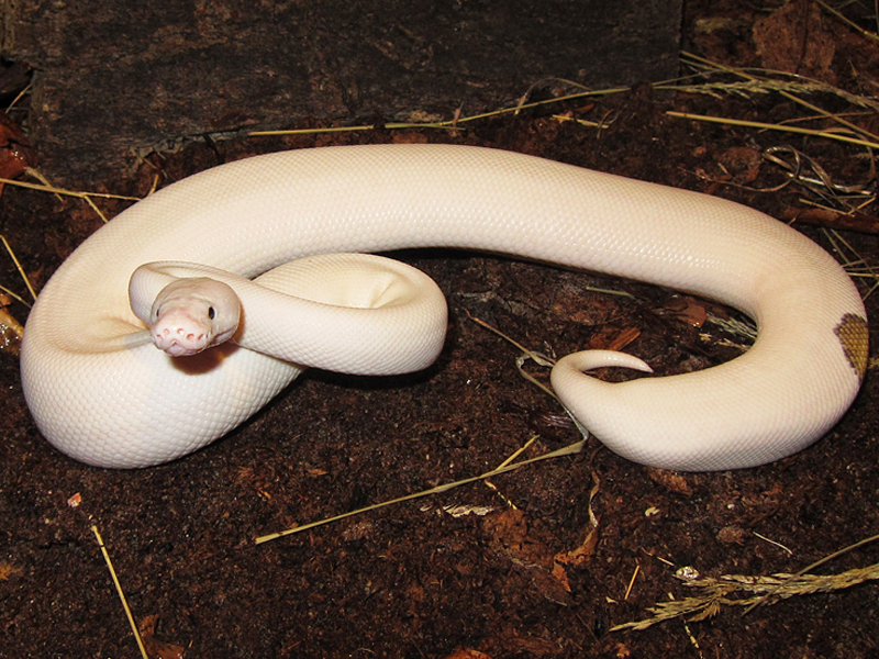 Lesser Pied