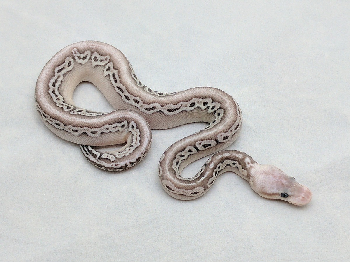 Lesser Red Axanthic Super Pastel