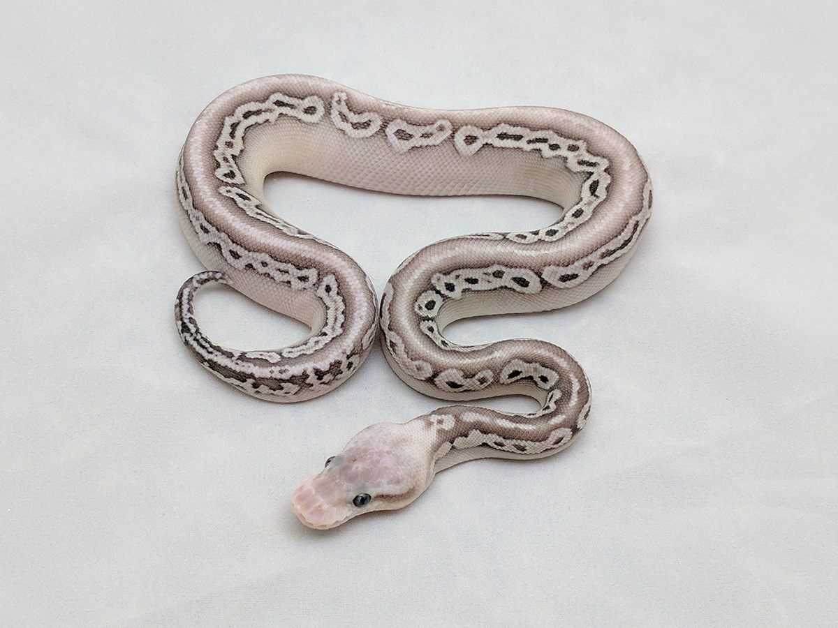 Lesser Red Axanthic Super Pastel