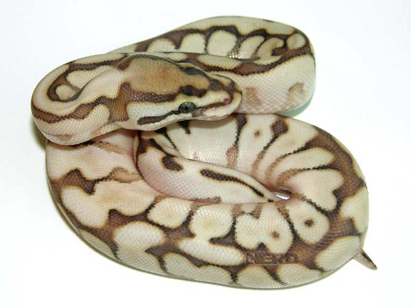 Lesser Spider Woma