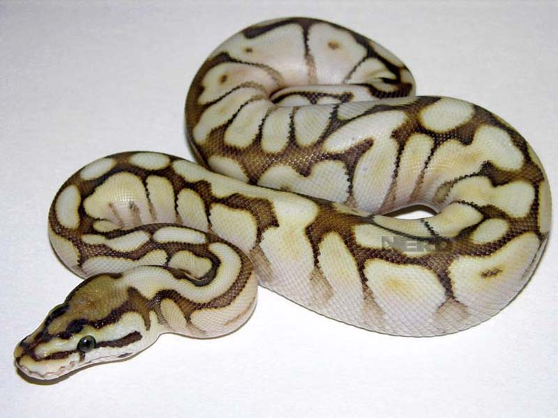 Lesser Spider Woma