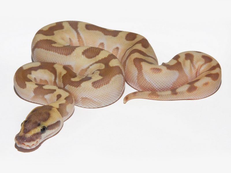 Lesser Super Enchi