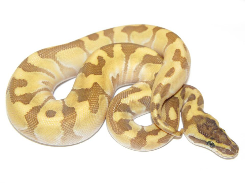 Lesser Super Enchi