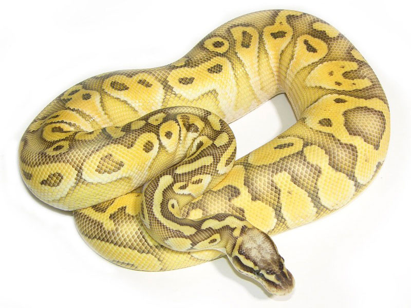 Lesser Super Lemon Pastel Yellow Belly