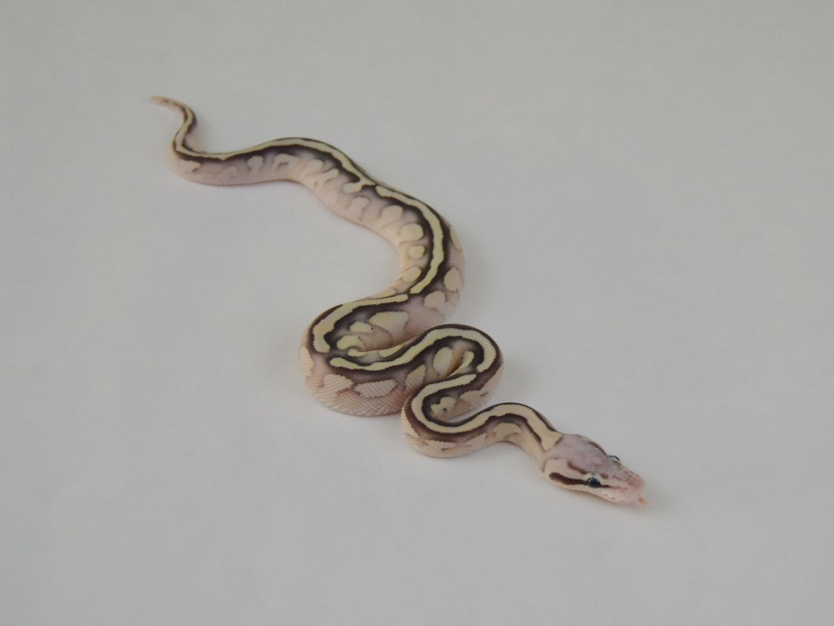 Lesser Super Pastel Turbo