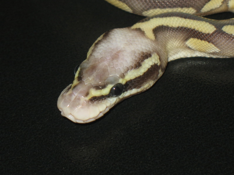 Lesser Super Pastel