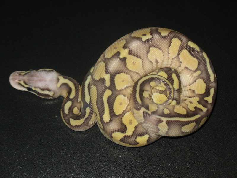 Lesser Super Pastel