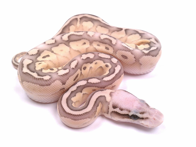 Lesser Super Pastel