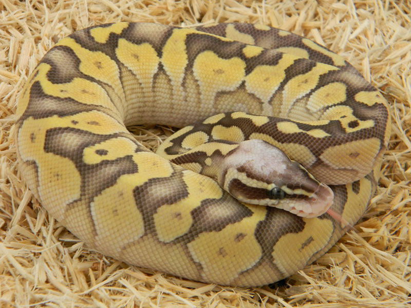 Lesser Super Pastel