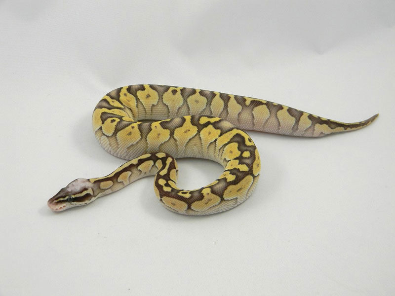 Lesser Super Pastel