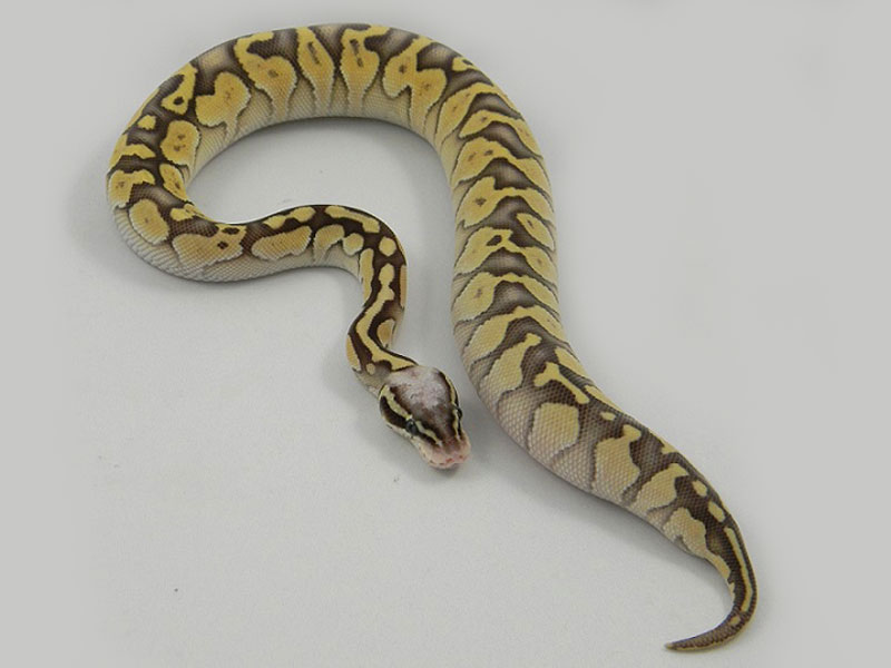 Lesser Super Pastel