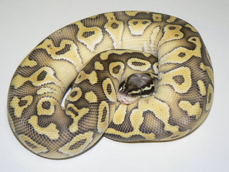 Lesser Super Pastel