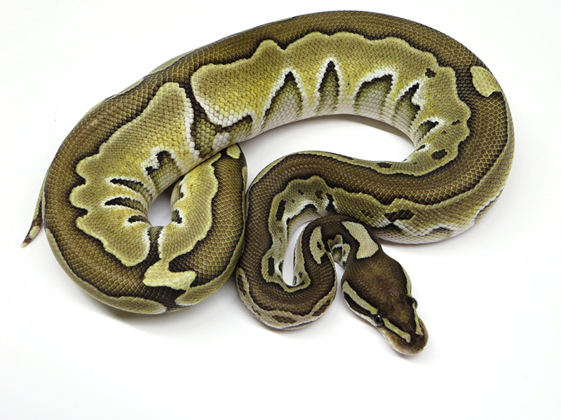 Lesser Tri-Stripe