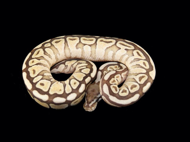 Ball Pythons For Sale. 