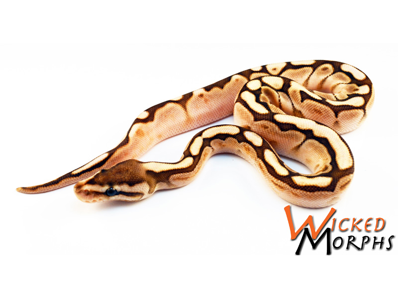 Lesser Woma Calico