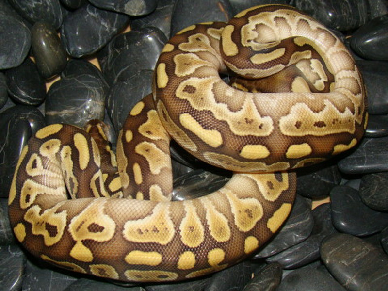 Lesser Yellow Belly