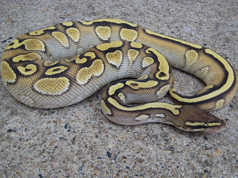 Lesser Yellow Belly