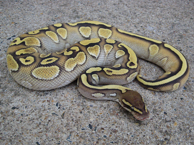 Lesser Yellow Belly